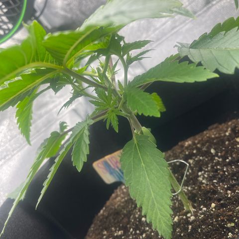 Sour diesel growlog timeline photo