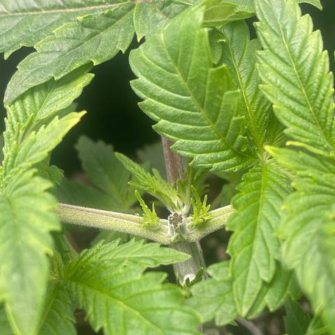 Sour diesel growlog timeline photo