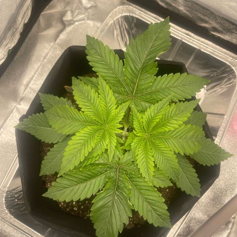 Sour diesel growlog timeline photo