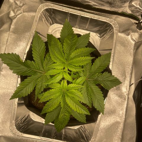 Sour diesel growlog timeline photo