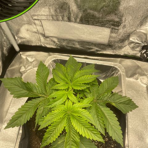 Sour diesel growlog timeline photo