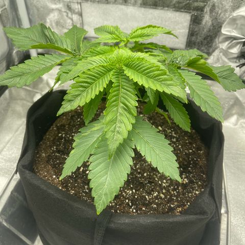 Sour diesel growlog timeline photo