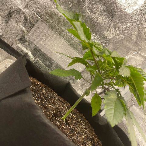Sour diesel growlog timeline photo