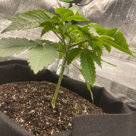 Sour diesel growlog timeline photo
