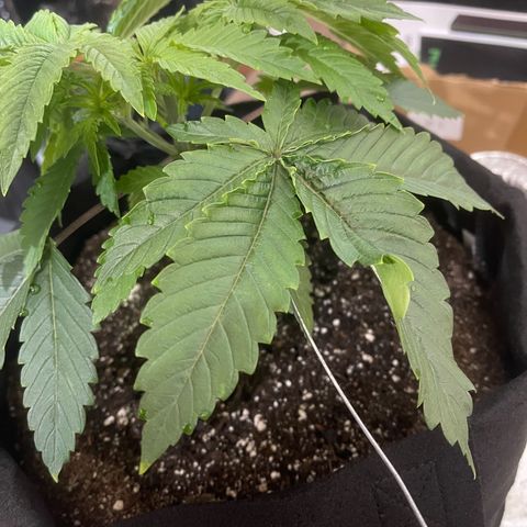 Sour diesel growlog timeline photo