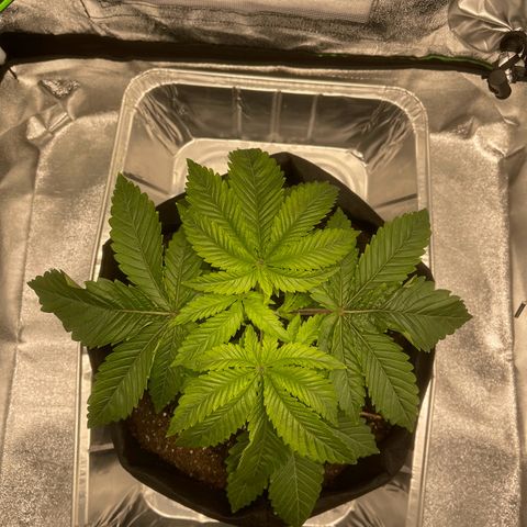 Sour diesel growlog timeline photo