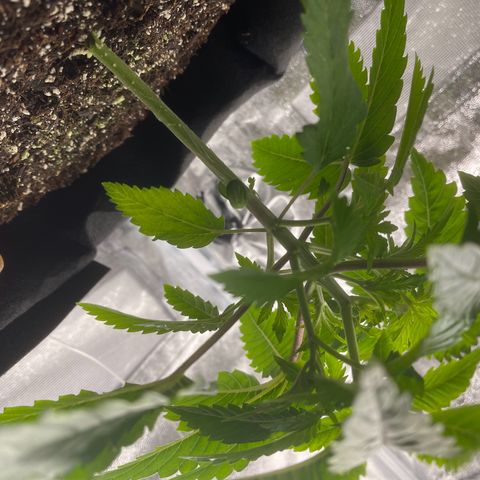 Sour diesel growlog timeline photo