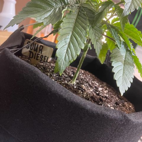Sour diesel growlog timeline photo