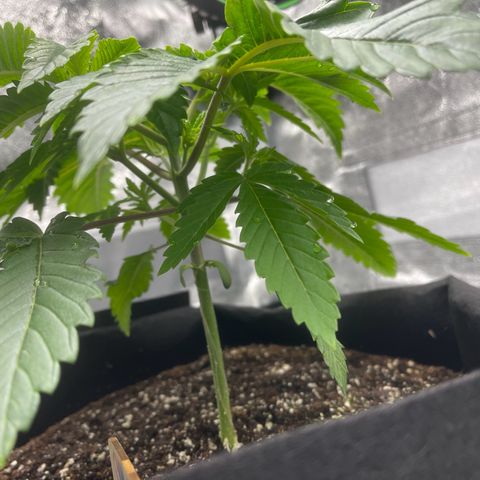 Sour diesel growlog timeline photo
