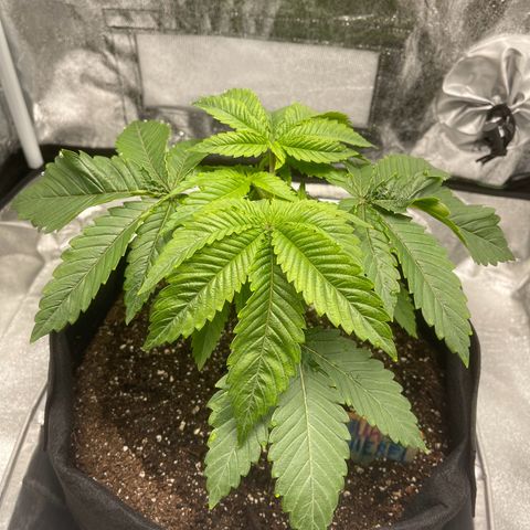 Sour diesel growlog timeline photo