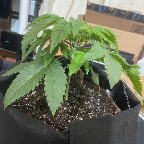 Sour diesel growlog timeline photo