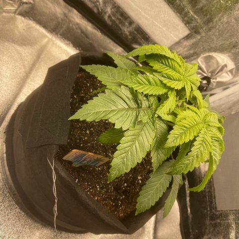 Sour diesel growlog timeline photo