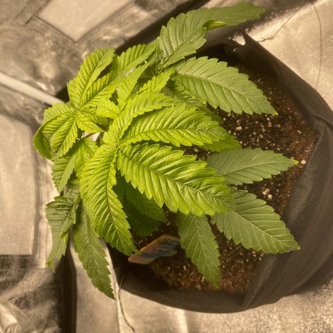 Sour diesel growlog timeline photo