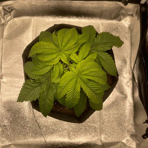 Sour diesel growlog timeline photo