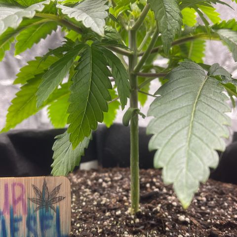 Sour diesel growlog timeline photo