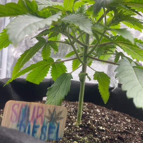 Sour diesel growlog timeline photo