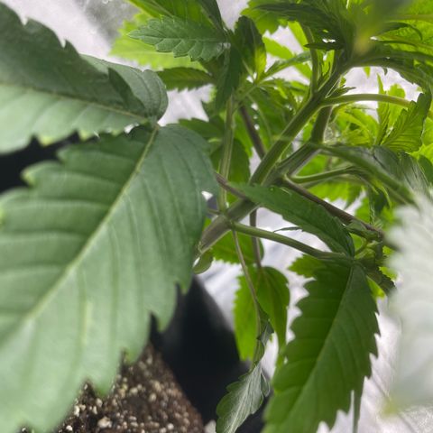 Sour diesel growlog timeline photo