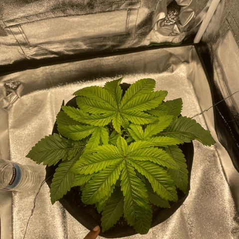 Sour diesel growlog timeline photo
