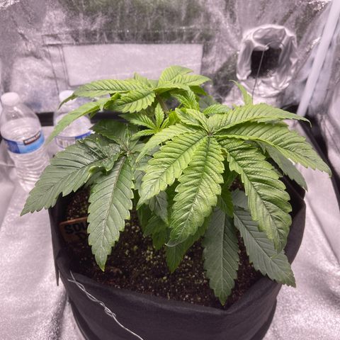 Sour diesel growlog timeline photo