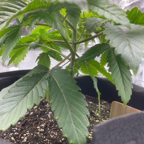 Sour diesel growlog timeline photo