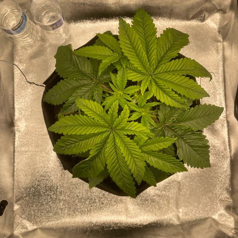 Sour diesel growlog timeline photo