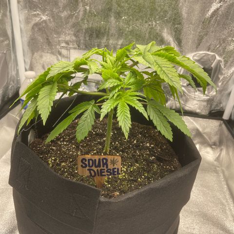 Sour diesel growlog timeline photo
