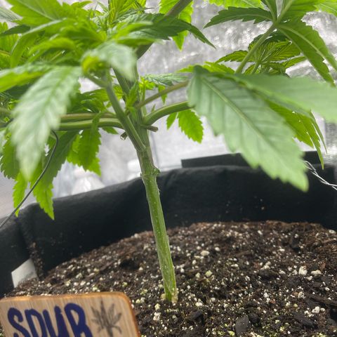 Sour diesel growlog timeline photo