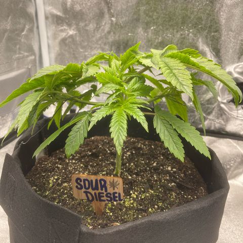 Sour diesel growlog timeline photo