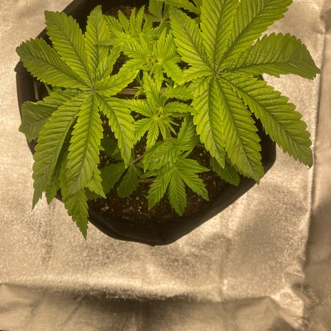 Sour diesel growlog timeline photo