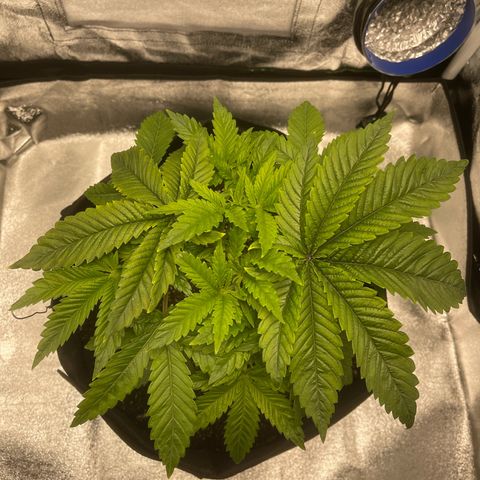 Sour diesel growlog timeline photo