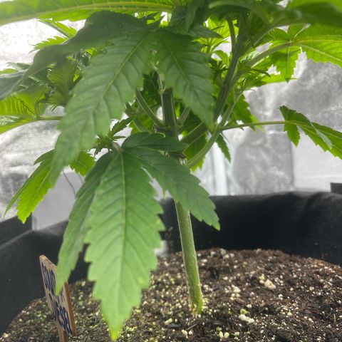 Sour diesel growlog timeline photo