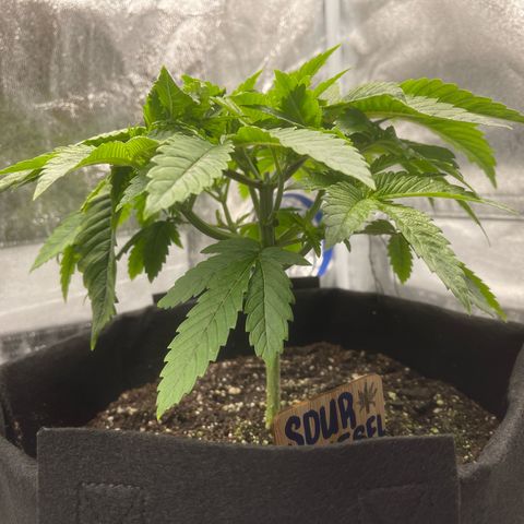 Sour diesel growlog timeline photo