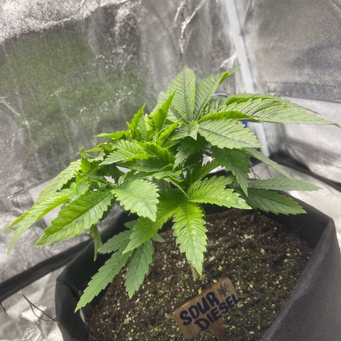 Sour diesel growlog timeline photo
