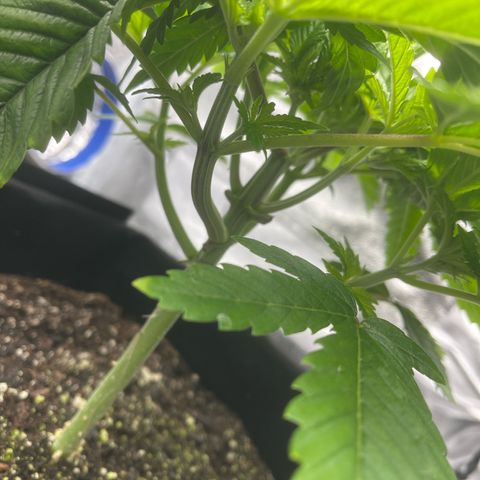 Sour diesel growlog timeline photo