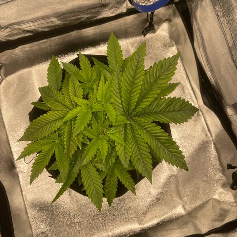 Sour diesel growlog timeline photo