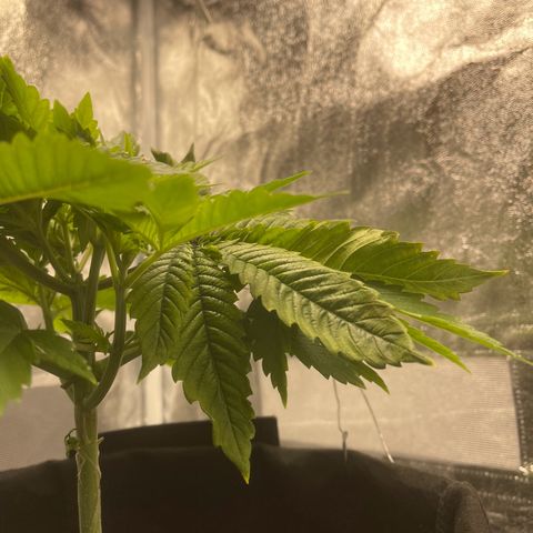 Sour diesel growlog timeline photo