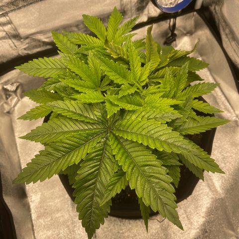 Sour diesel growlog timeline photo