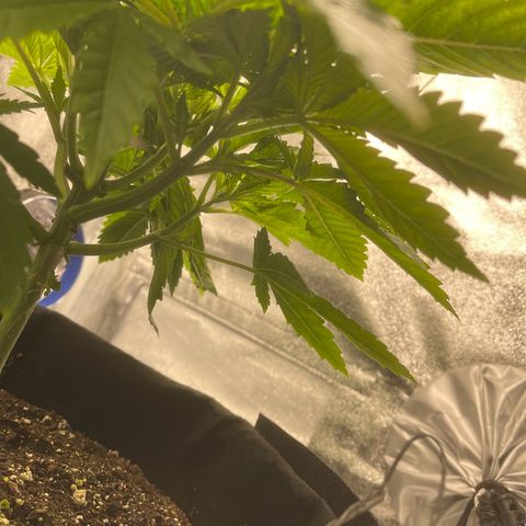 Sour diesel growlog timeline photo