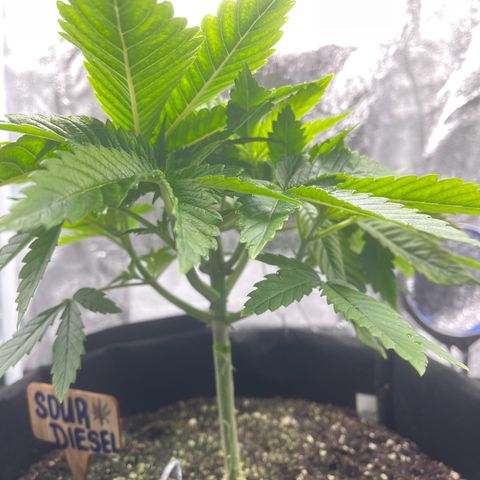 Sour diesel growlog timeline photo