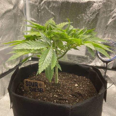 Sour diesel growlog timeline photo