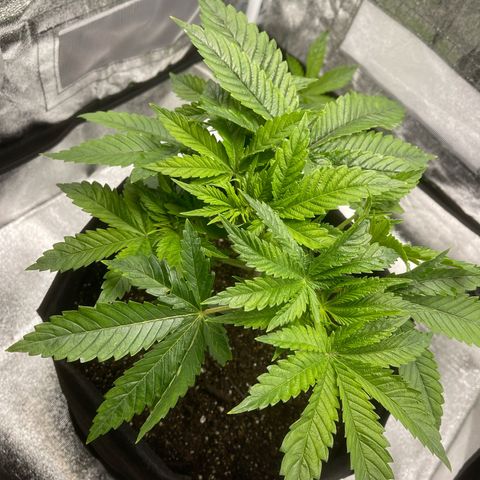 Sour diesel growlog timeline photo