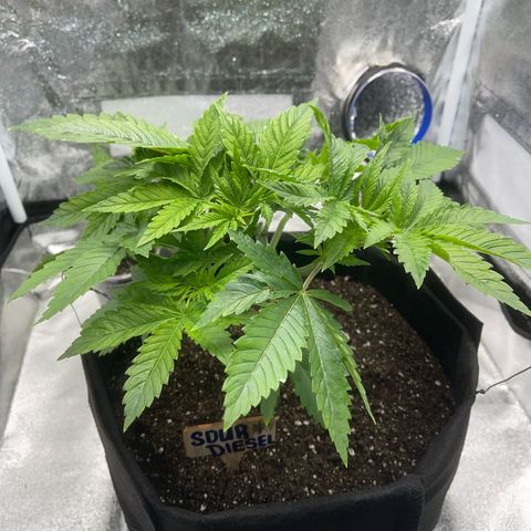 Sour diesel growlog timeline photo