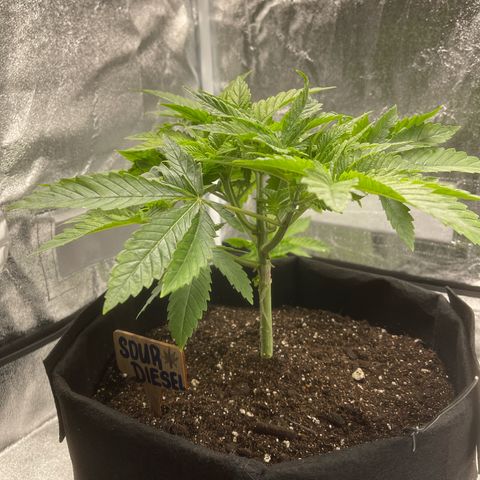 Sour diesel growlog timeline photo