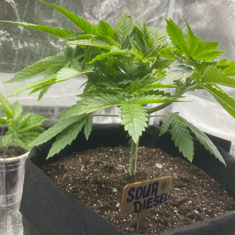 Sour diesel growlog timeline photo