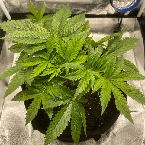 Sour diesel growlog timeline photo