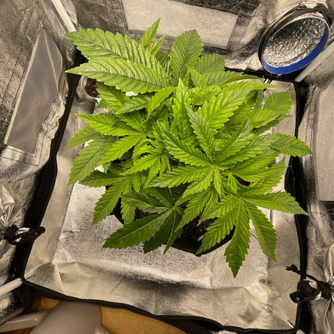 Sour diesel growlog timeline photo
