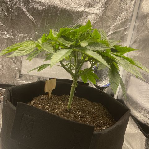 Sour diesel growlog timeline photo