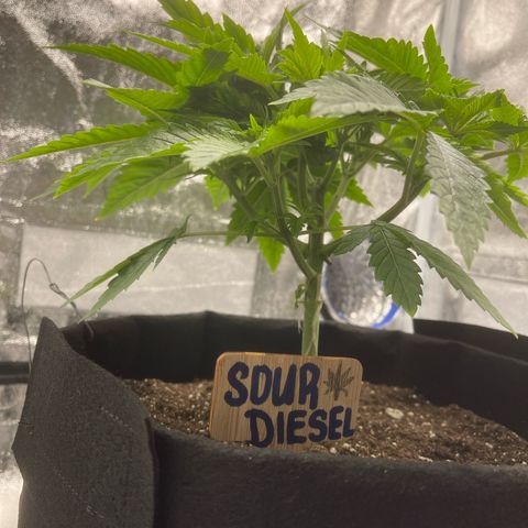 Sour diesel growlog timeline photo
