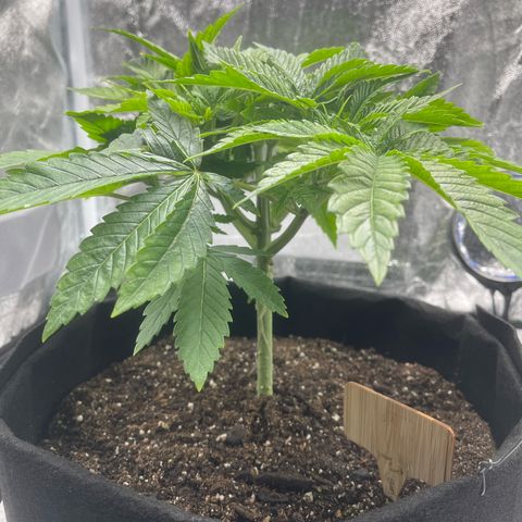 Sour diesel growlog timeline photo