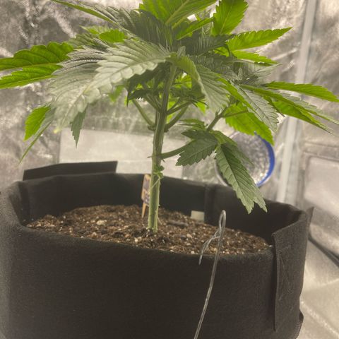 Sour diesel growlog timeline photo